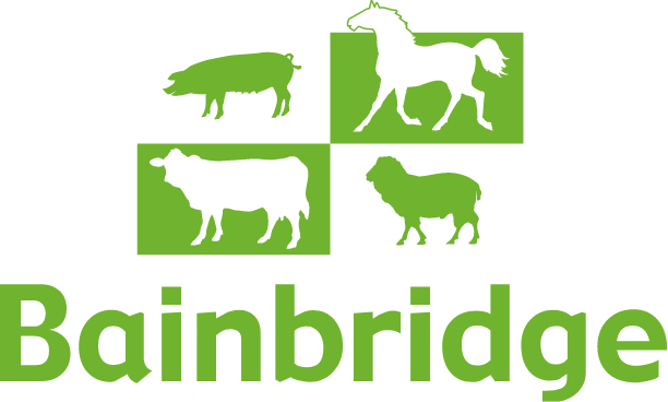 brain-bridge
