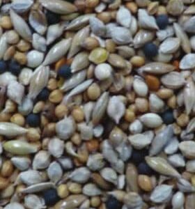 Avigrain Budgie Green 2.5kg