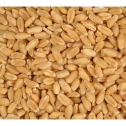 Avigrain Wheat 2kg