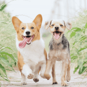 Pet Supplies